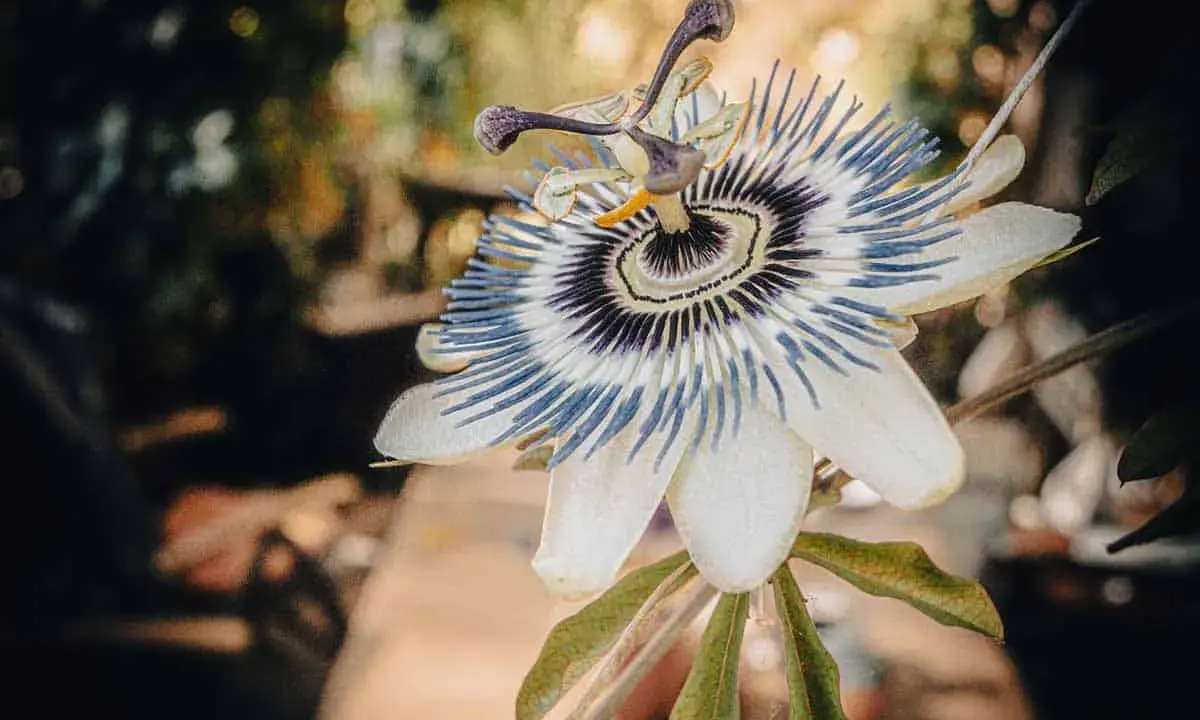 Une bouture passiflore, fleur exotique aux pétales blancs et filaments bleus et violets, s'épanouit dans un jardin.