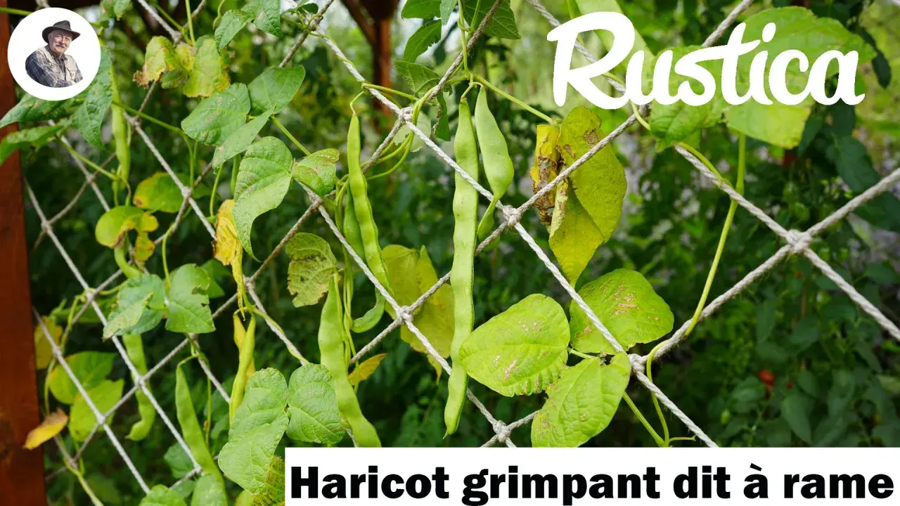 Haricot grimpant dit à rame, ses longues gousses vertes s'accrochent à un filet, promettant une récolte abondante.