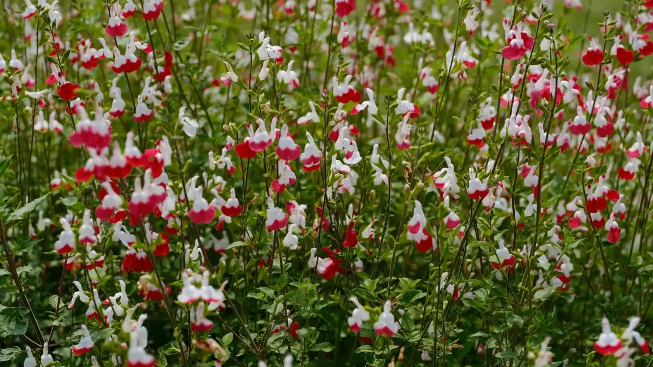 Un parterre de sauge arbustive aux fleurs bicolores rouge et blanc, créant un tapis coloré.