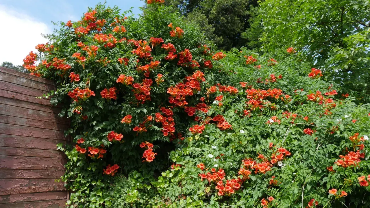 Un mur de bois patiné côtoie une bignone luxuriante, ses fleurs orange vif formant une cascade éclatante. La taille de cette bignone est impressionnante.