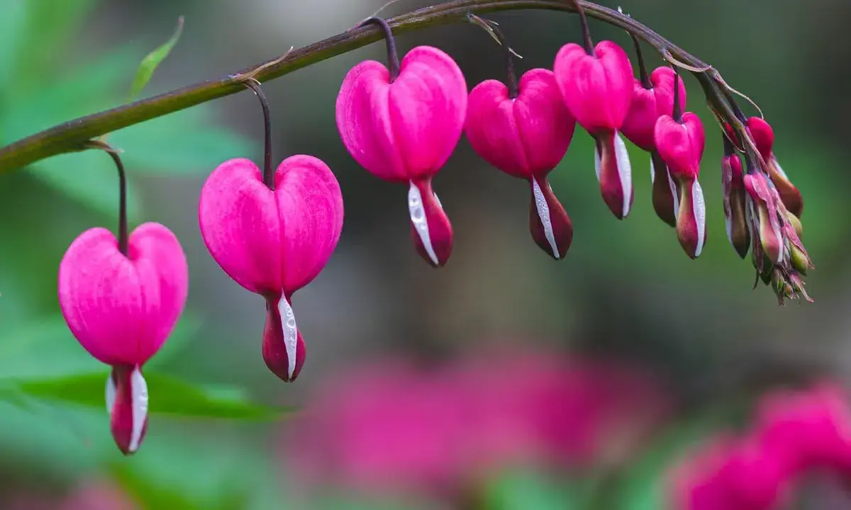 Des cœurs de Marie roses, en forme de goutte, pendent d'une tige. Leurs pétales blancs contrastent avec le rose vif.