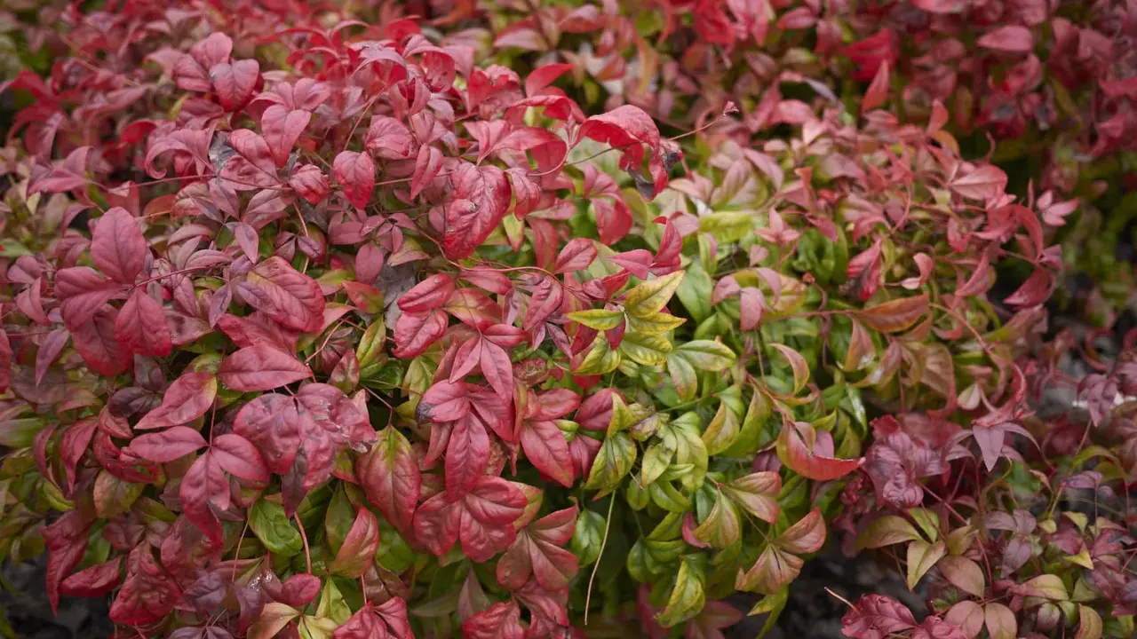 Feuillage dense de bambou sacré, mêlant des teintes rouges flamboyantes à des verts plus discrets, évoquant la beauté de la nature.