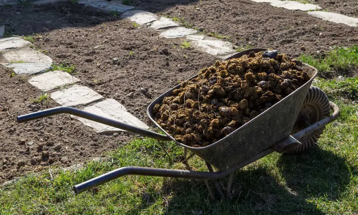Brouette remplie de fumier de cheval, prête à fertiliser le potager. Le chemin de dalles de pierre serpente dans la terre labourée.
