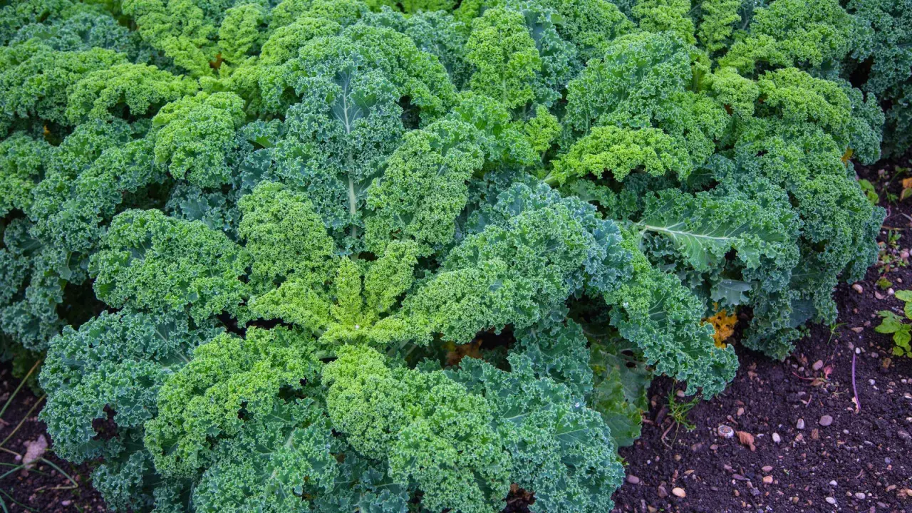 Un champ dense de chou kale vert, aux feuilles frisées et luxuriantes, pousse dans un sol sombre et riche.