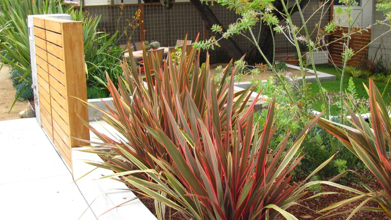 Plantes de lin de Nouvelle-Zélande aux feuilles rouges et vertes, près d'un mur en bois moderne.