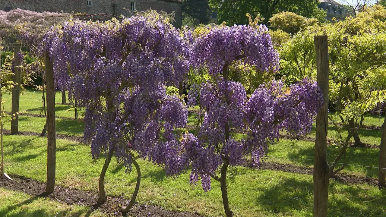 Magnifique glycine arbre en pleine floraison, ses grappes violettes tombent en cascade sur un tapis d'herbe verte.