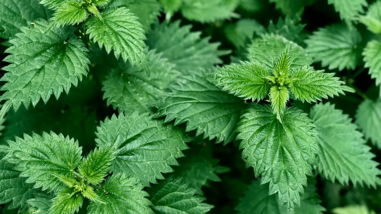 Feuilles d'ortie vertes et dentelées, prêtes pour l'utilisation du purin d'ortie au jardin.