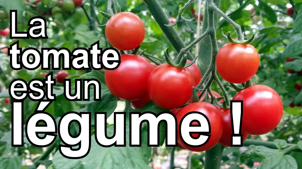 Grappe de tomates rouges mûres sur leur pied. La tomate est un légume, pas un fruit, selon la cuisine.