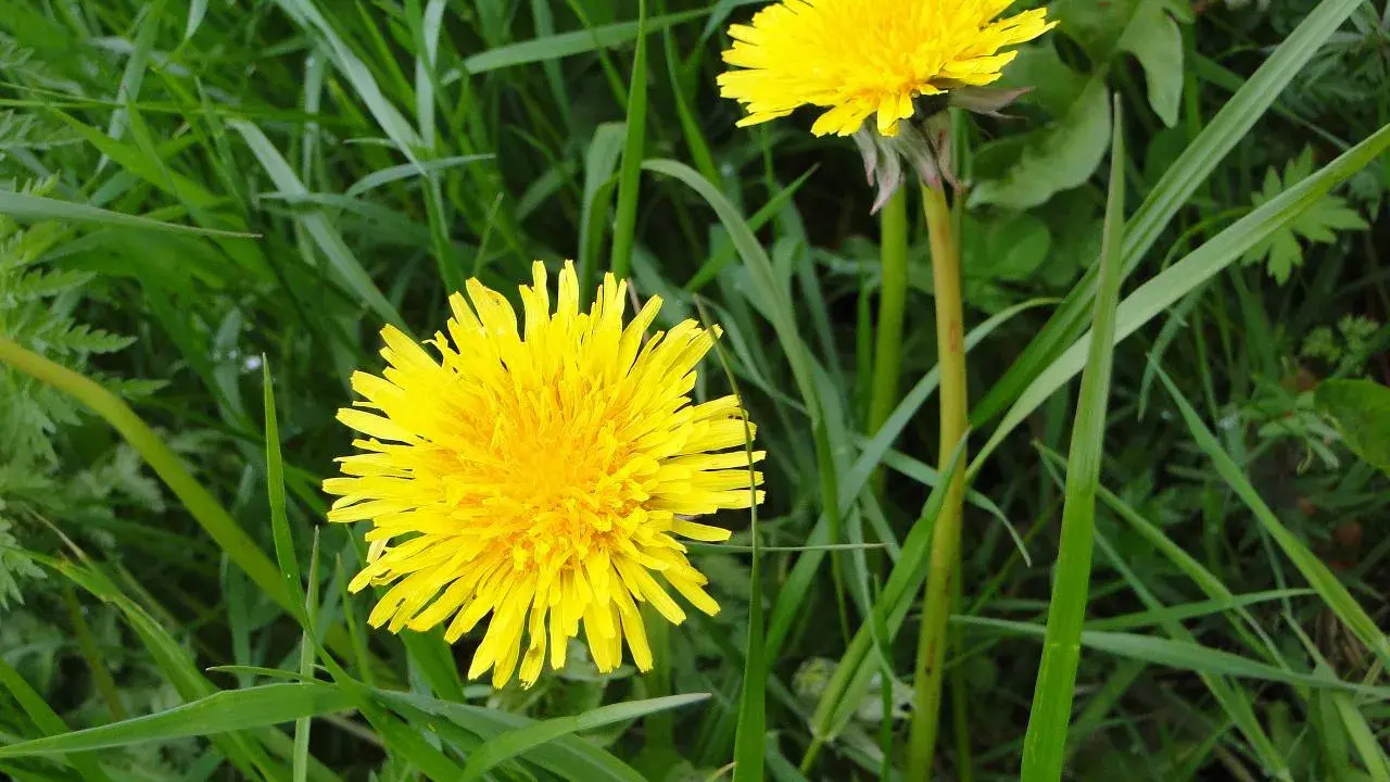 Deux pissenlits jaunes éclatants dans l'herbe verte.