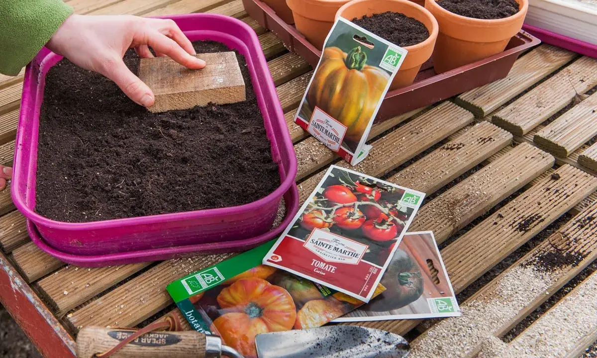 Préparation des semis de tomates. Une main tasse la terre dans un bac rose, entourée de sachets de graines et de petits pots.