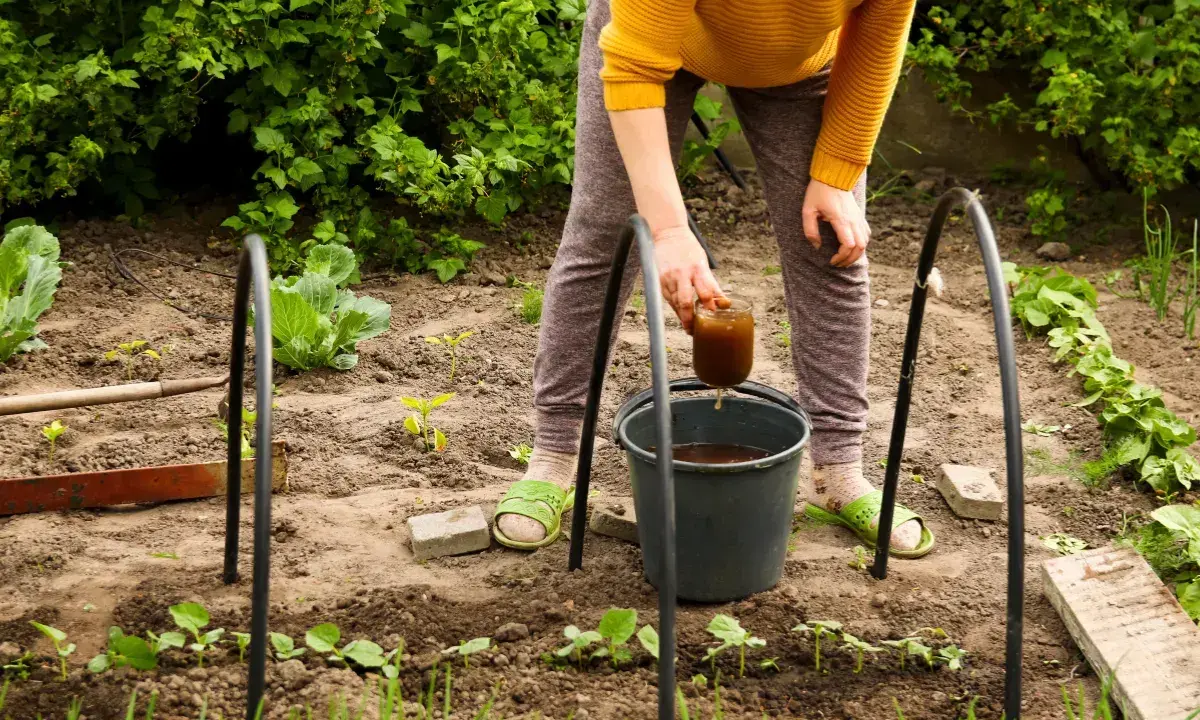 Une personne arrose des jeunes plants avec un liquide brun, probablement un engrais naturel, dans un potager.