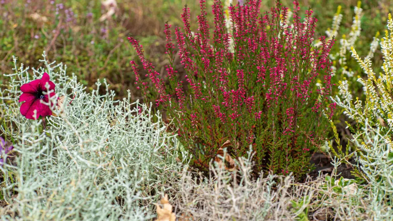 Plante de bruyère rose et fleur pourpre dans un jardin avec des plantes grises et vertes.