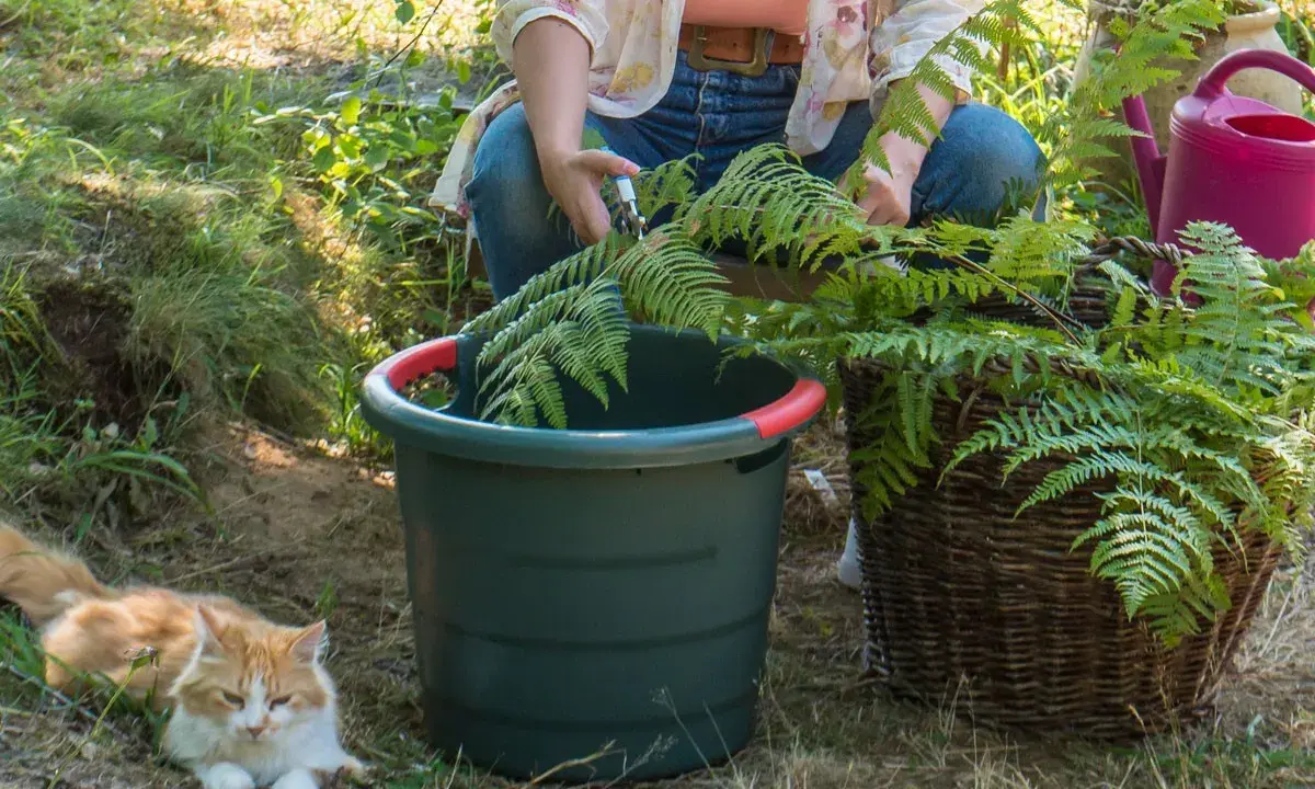 Préparation du purin de fougère. Une personne coupe des fougères près d'un seau vert et d'un panier en osier. Un chat roux se repose à proximité.
