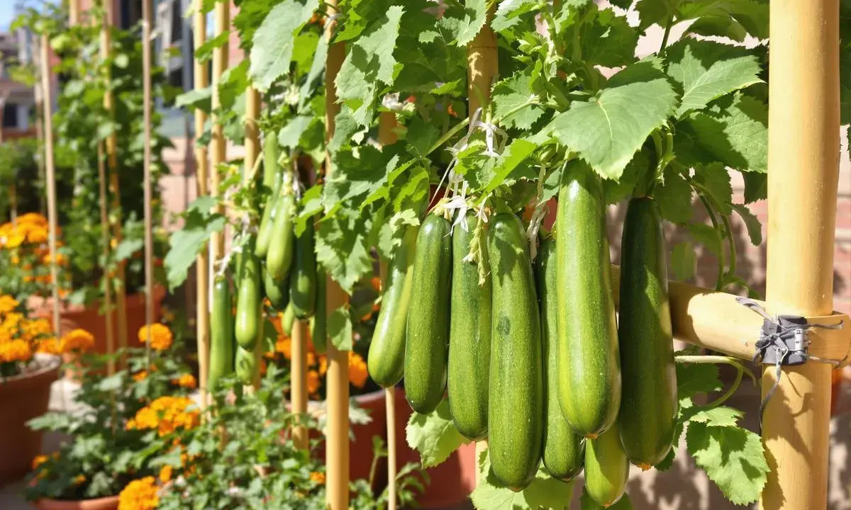 Courgettes vertes suspendues, une belle récolte de courgettes en hauteur, soutenues par des tuteurs en bambou.