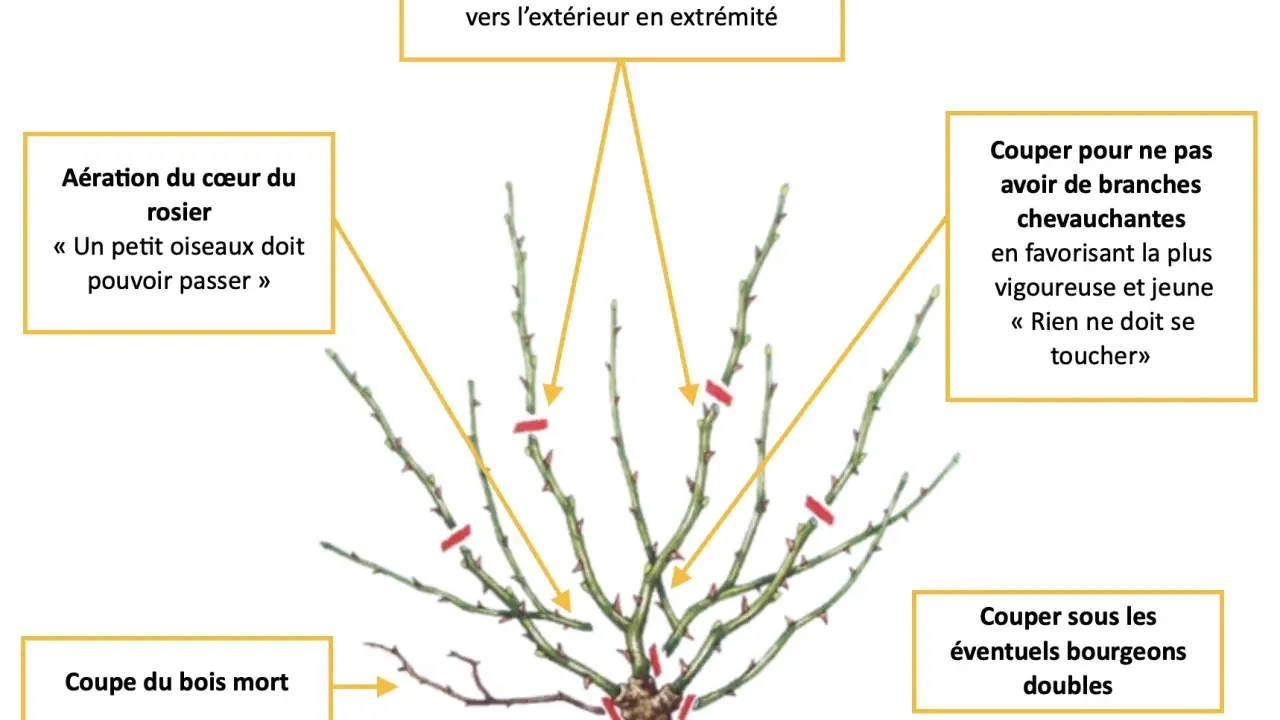 Illustration d'un rosier avec des indications de taille sur ses branches.