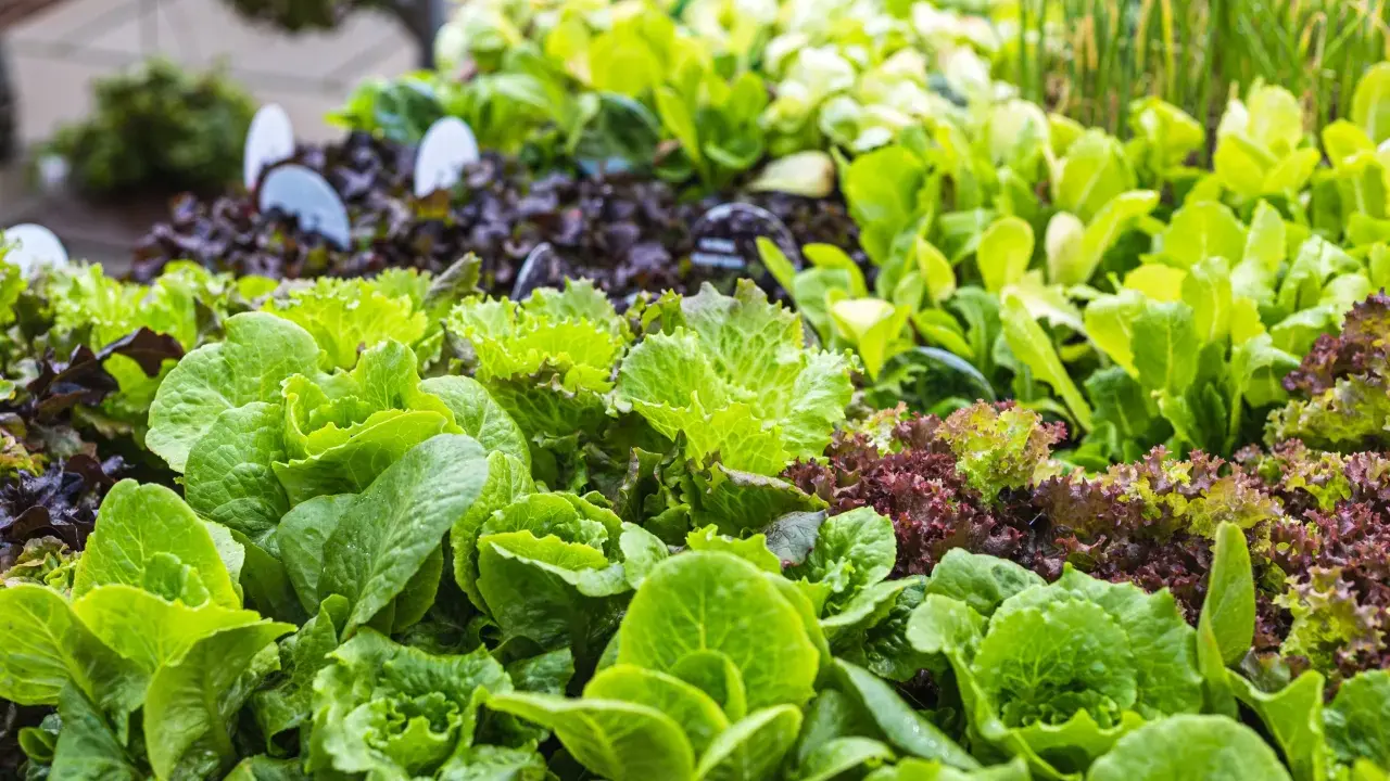 Des salades vertes et rouges prêtes à être plantées. Un assortiment coloré pour un potager gourmand.