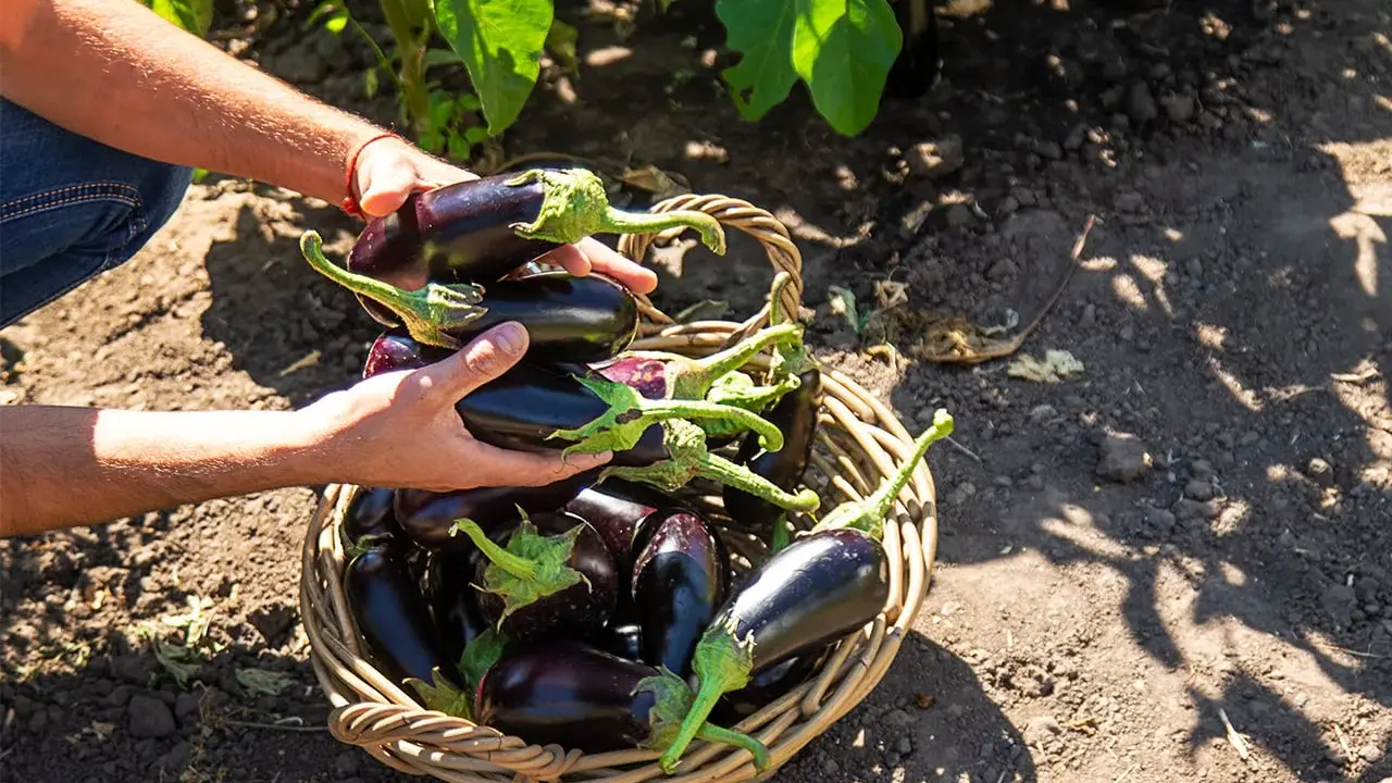 Mains remplies d'aubergines fraîchement cueillies, prêtes à être déposées dans un panier en osier. La récolte de la plant aubergine est abondante.