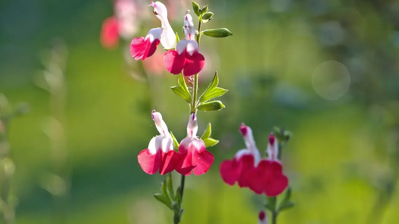 Fleurs bicolores de sauge arbustive, rouge et blanc, sur fond vert flou.