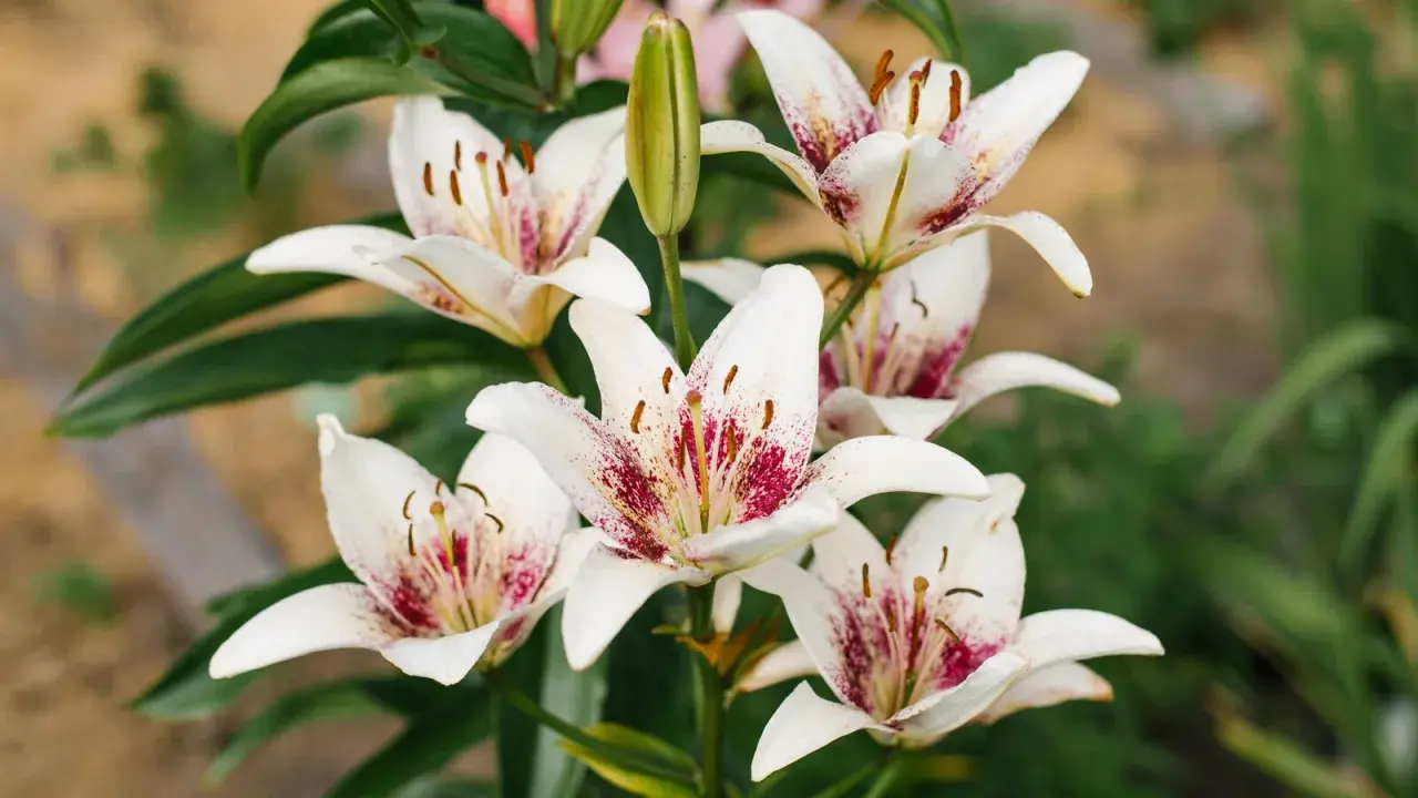 Un bouquet de lys asiatiques blancs aux pétales tachetés de pourpre, avec un bouton floral vert au centre.