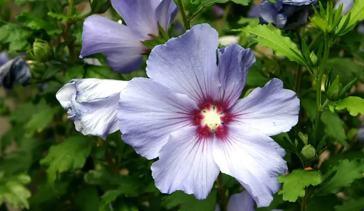 Fleurs d'hibiscus bleues et violettes, avec des détails sur l'entretien et la floraison.
