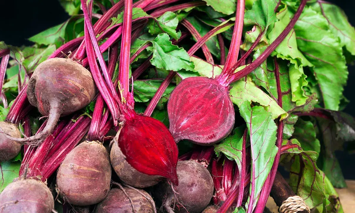 Un tas de betteraves fraîches, certaines coupées pour révéler leur chair rouge vif. Idéal pour planter et cultiver de nouvelles betteraves.