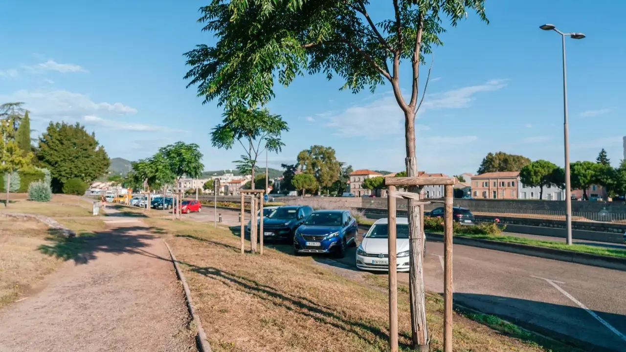 Un jeune arbre est soutenu par un tuteur en bois, prêt à grandir fort au bord d'une route ensoleillée.