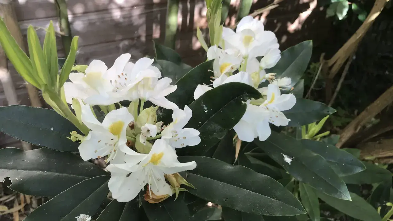 Gros plan sur des fleurs de rhododendron blanches avec des touches de jaune, sur fond de feuillage vert foncé et de bambou.