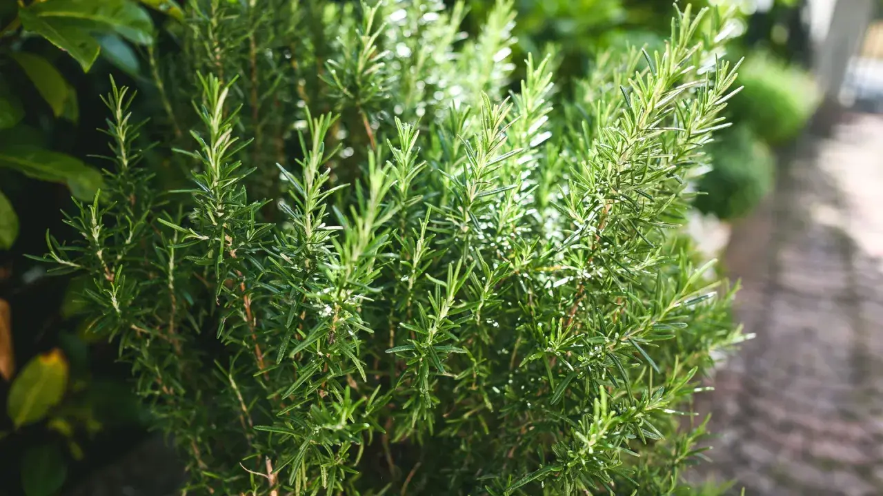 Gros plan sur un plant de romarin vert vif dans un jardin, avec des feuilles fines et des tiges.