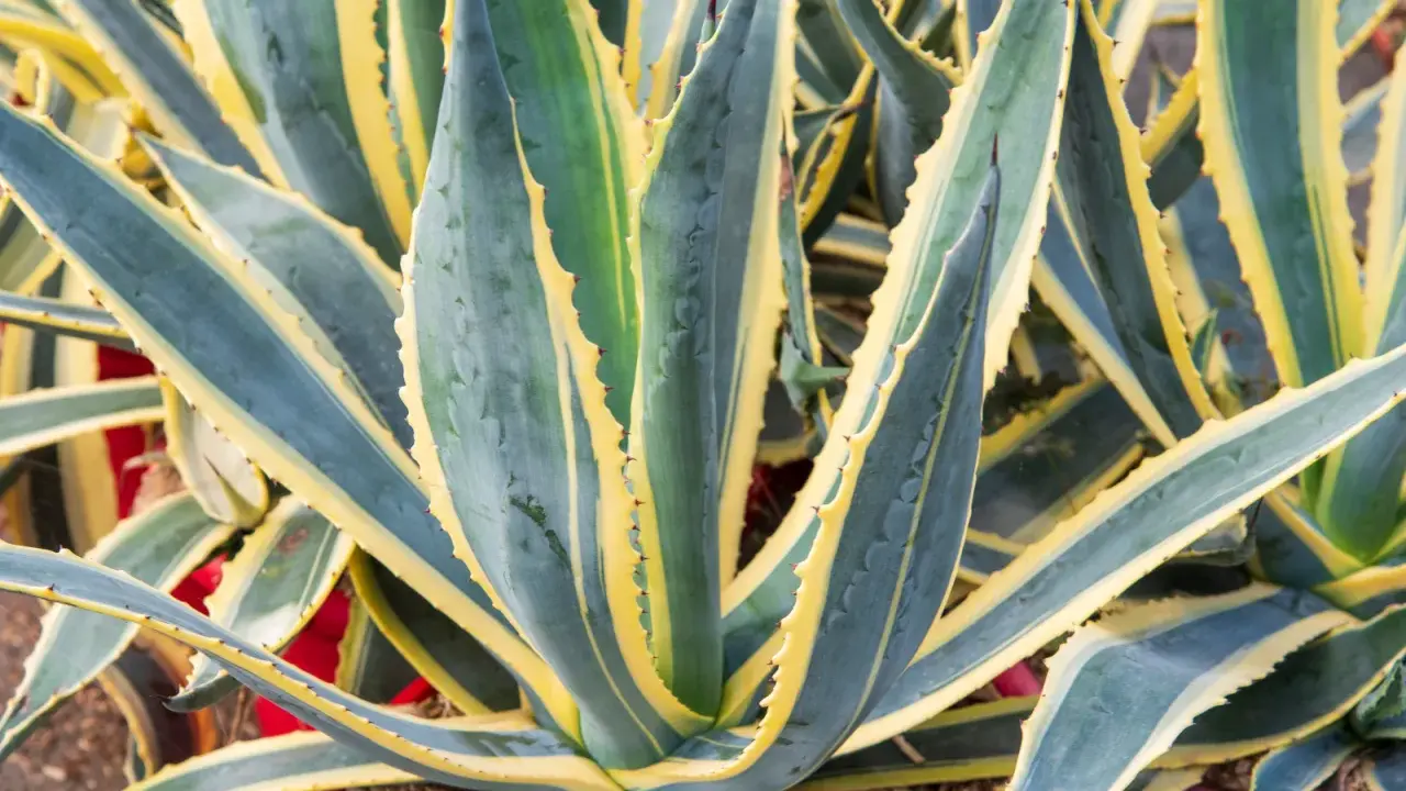 Gros plan sur une plante agave aux feuilles charnues, vertes et bleutées, bordées de jaune vif. Ses épines rouges ajoutent une touche de couleur.