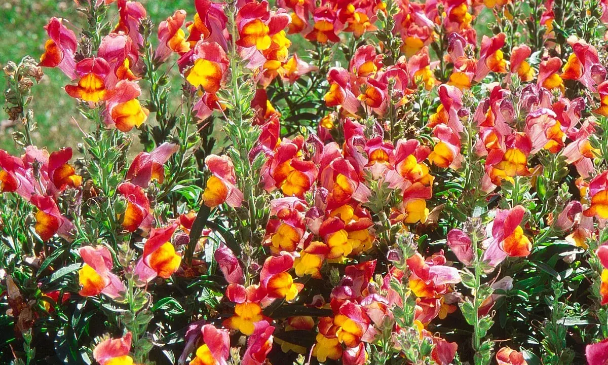 Un parterre de muflier fleur aux couleurs vives, mêlant le rose, le rouge et le jaune, illumine le jardin.