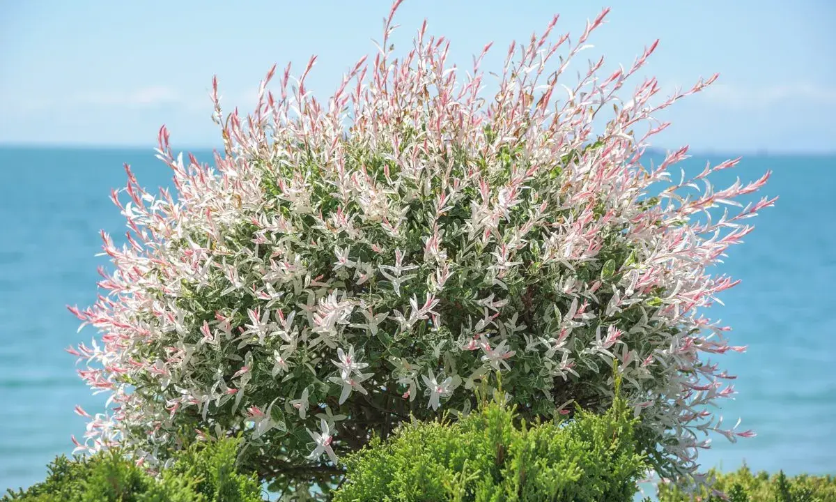 Saule crevette sur tige aux feuilles panachées de blanc et de rose, avec la mer en arrière-plan.