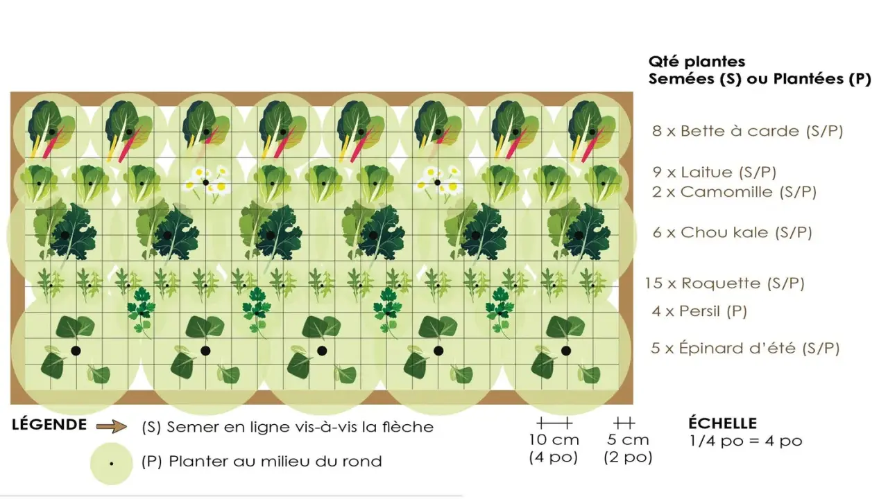 Tableau d'association de légumes pour un potager productif : laitues, bettes, chou kale, roquette, persil, épinards et camomille.
