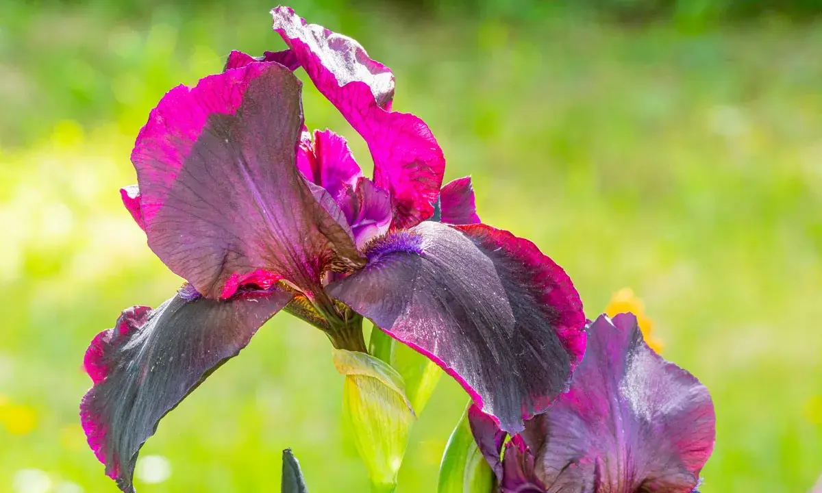 Magnifiques iris aux teintes sombres et fuchsia, prêts à être plantés pour embellir le jardin.