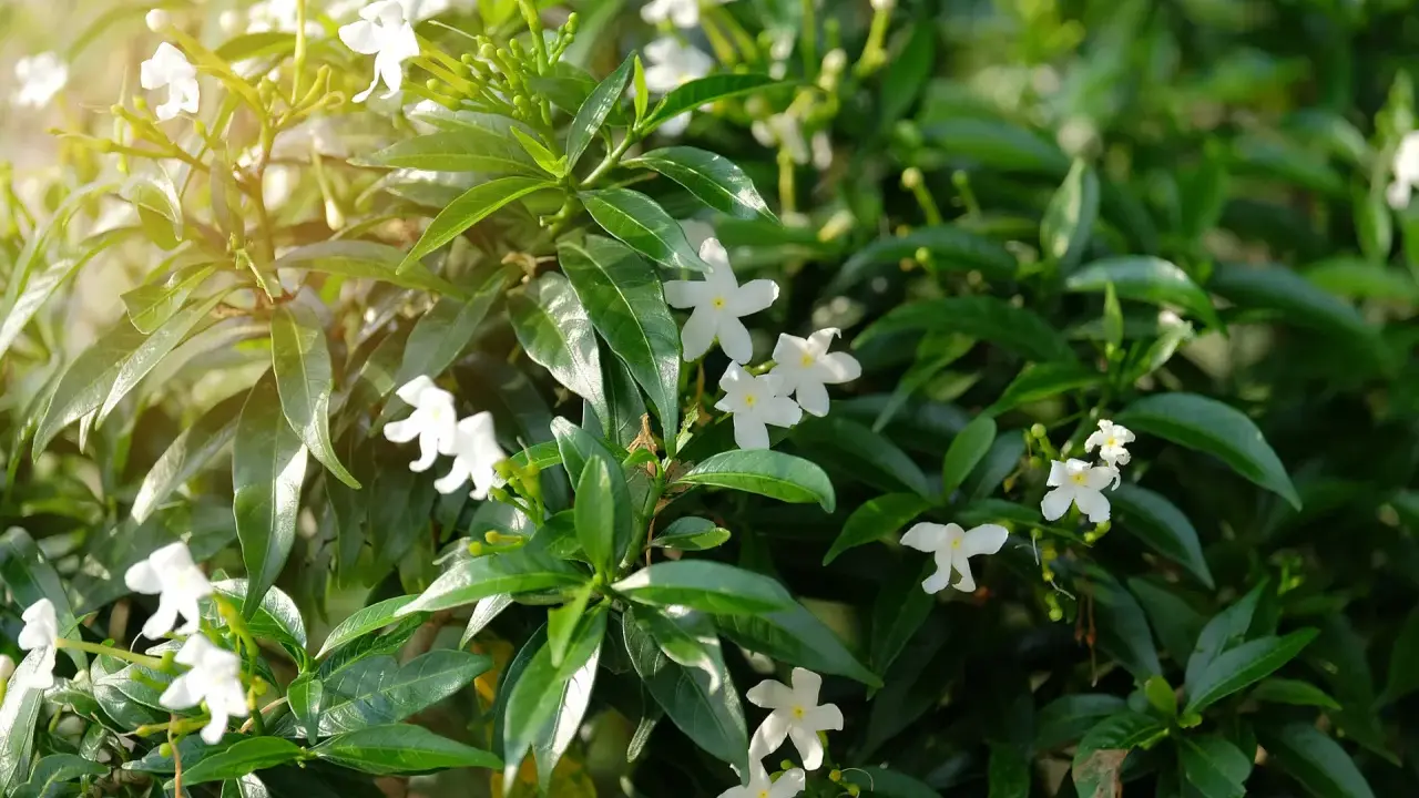 Bouture de jasmin aux petites fleurs blanches épanouies, baignée de soleil.