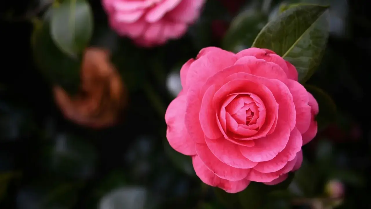 Gros plan d'une fleur de camélia rose vif avec des pétales en couches, sur fond de feuillage sombre.