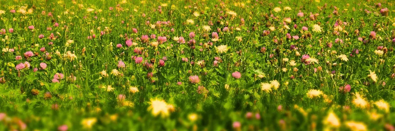 Un gazon fleuri sans tonte, où des trèfles roses et des fleurs jaunes sauvages dansent parmi l'herbe haute.