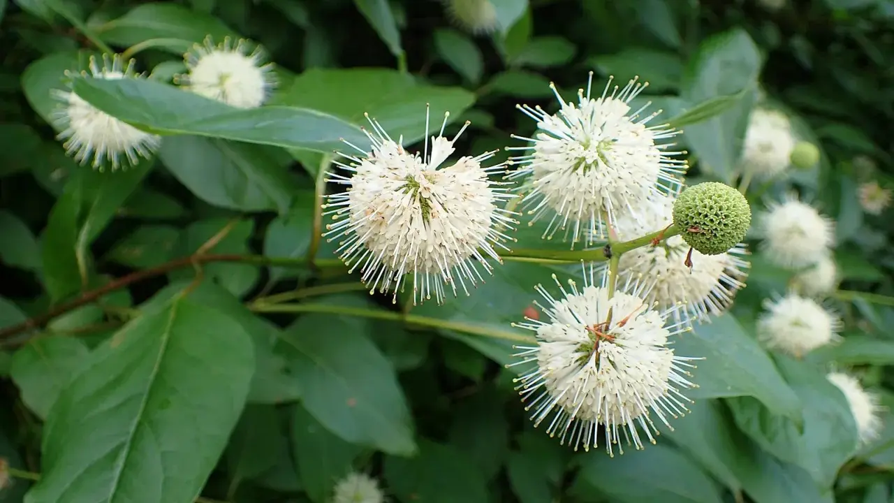 Fleurs blanches en forme d'étoiles sur un arbuste ombre persistant, avec des feuilles vertes luxuriantes.