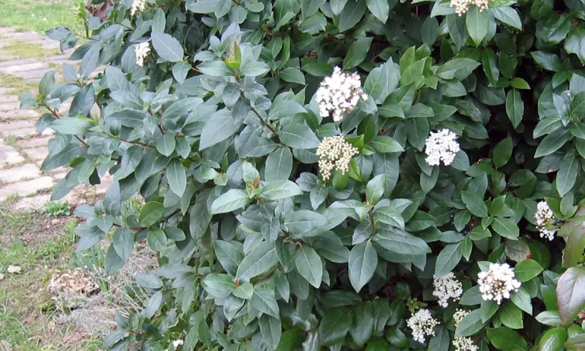 Gros plan sur un laurier tin aux feuilles vertes foncées et aux grappes de fleurs blanches. La taille de ce laurier tin est parfaite pour un petit jardin.
