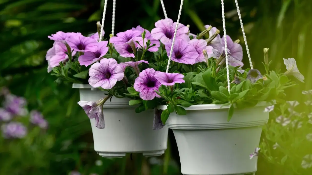 Deux pots suspendus débordent de semis de pétunias aux fleurs violettes et roses, créant un spectacle coloré dans le jardin.