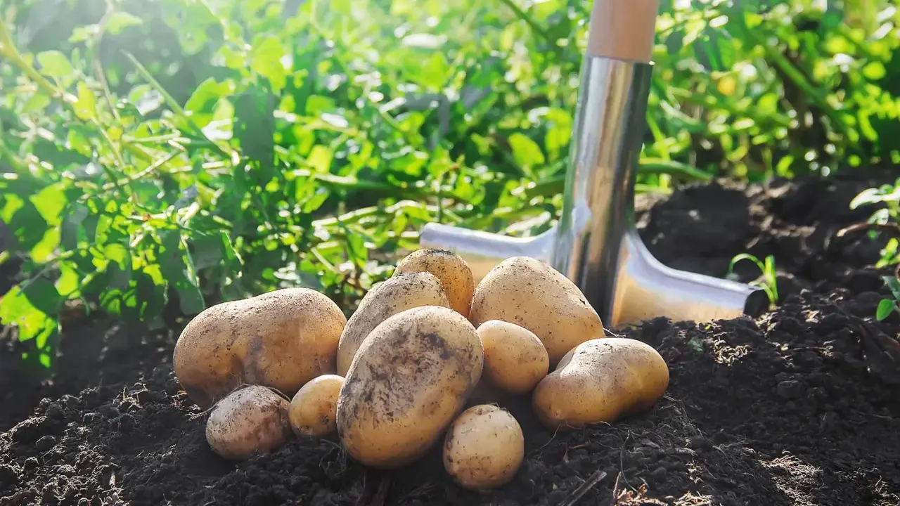 Récolte fraîche de pommes de terre juste sorties de terre, une pelle à proximité. La plantation de pommes de terre promet une belle récolte.
