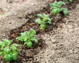 Jeunes plants de pommes de terre poussant dans une terre argileuse, alignés dans un champ.