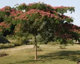 Un arbre d'Albizia en pleine floraison rose vif dans un jardin verdoyant.