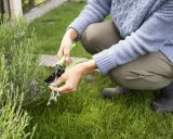 Une personne taille une plante verte avec des ciseaux. C'est le temps de levée du gazon, parfait pour entretenir le jardin.