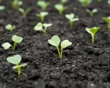Jeunes pousses de radis, signe que l'on vient de semer des radis. La terre est sombre et humide, prête à nourrir ces petites vies.