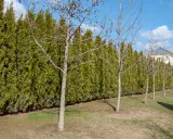 Une haie anti bruit dense et verte borde un jardin avec des arbres dénudés. Au loin, une maison aux toits bleus se dessine.