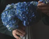 Un bouquet d'hortensias bleus est placé dans un vase gris. Les mains ajustent délicatement les fleurs, comme si elles préparaient la terre pour hortensia.