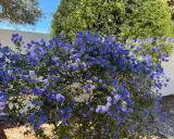 Un buisson de lilas de Californie explose de fleurs bleues vives sous un ciel clair.