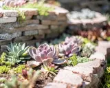 Un jardin ensoleillé avec des plantes grasses extérieur aux teintes rosées et vertes, nichées entre des murets de pierre.
