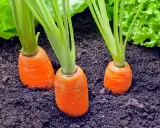 Trois carottes orange poussent dans la terre, avec des feuilles de laitue verte en arrière-plan.