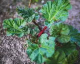 Jeune plant de rhubarbe aux feuilles vertes et nervurées, tiges rouges. Le purin de rhubarbe est un excellent engrais naturel.